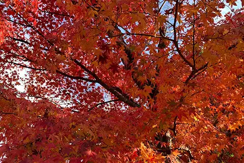 9月:秋のお彼岸